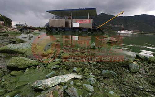 2016年7月21日,云南昆明,昆明滇池蓝藻水华在外海北岸未爆发,草海水域