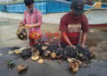 觸目驚心！ 印尼死鯨體內掏出約5.9公斤廢塑料