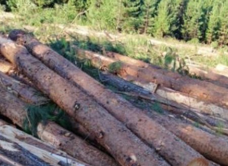 森林工业公司商品材交易项目出售招标