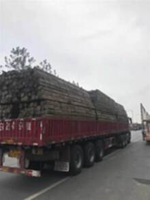 合肥出售5000条大方木