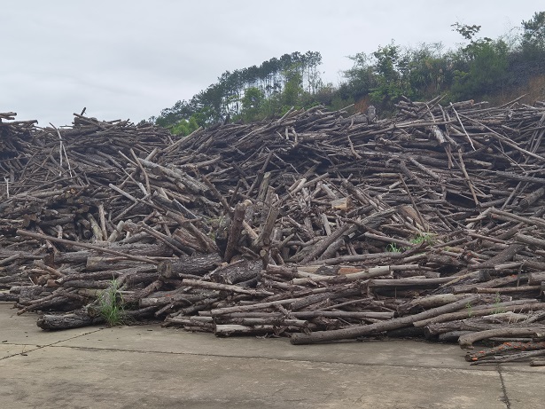 杂木 松木 桉树等木材原料一批网络拍卖公告