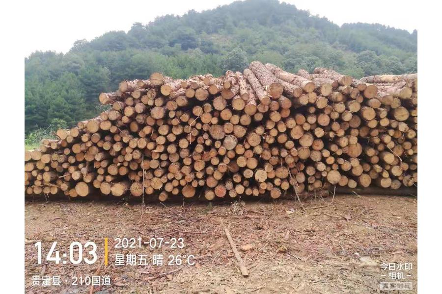 国家储备林建设项目原木马尾松网络拍卖公告