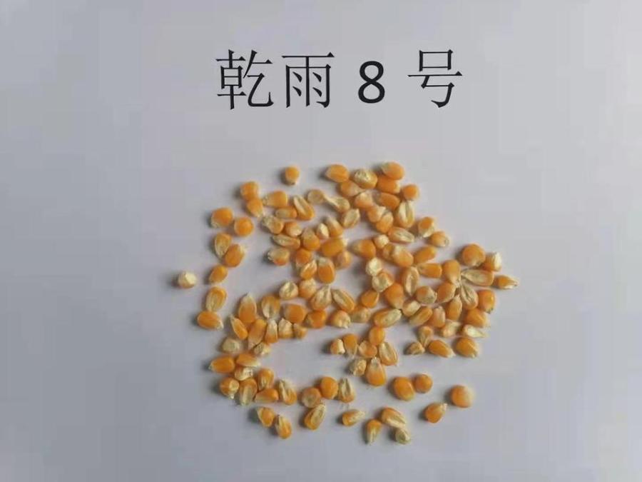 乾雨8号玉米种子 连科8号玉米种子网络拍卖公告