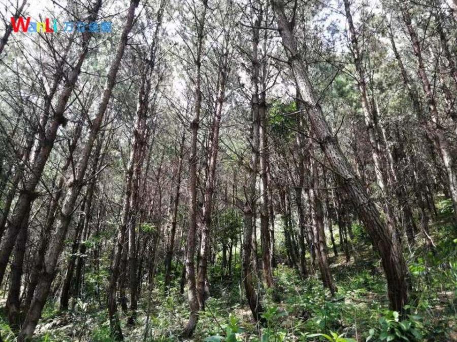 共2541亩林木一批网络拍卖公告