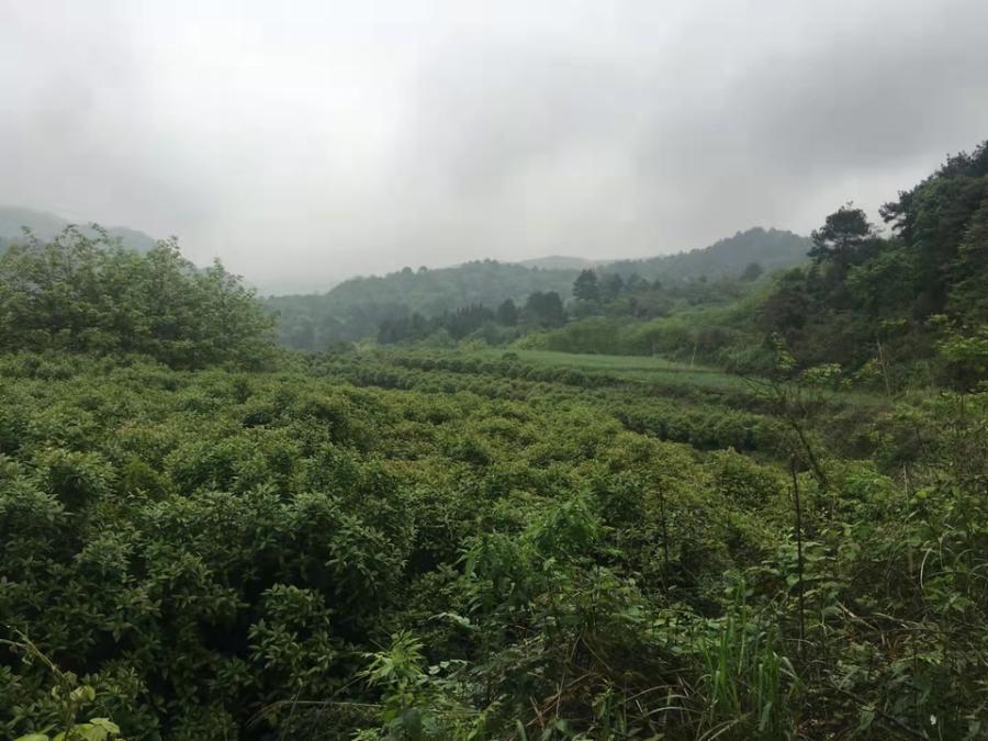 蒙福茶场森林资源资产网络拍卖公告