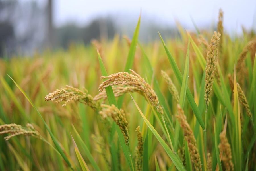 2021新稻 预估3000吨水1617个 出米率64%65%网络拍卖公告