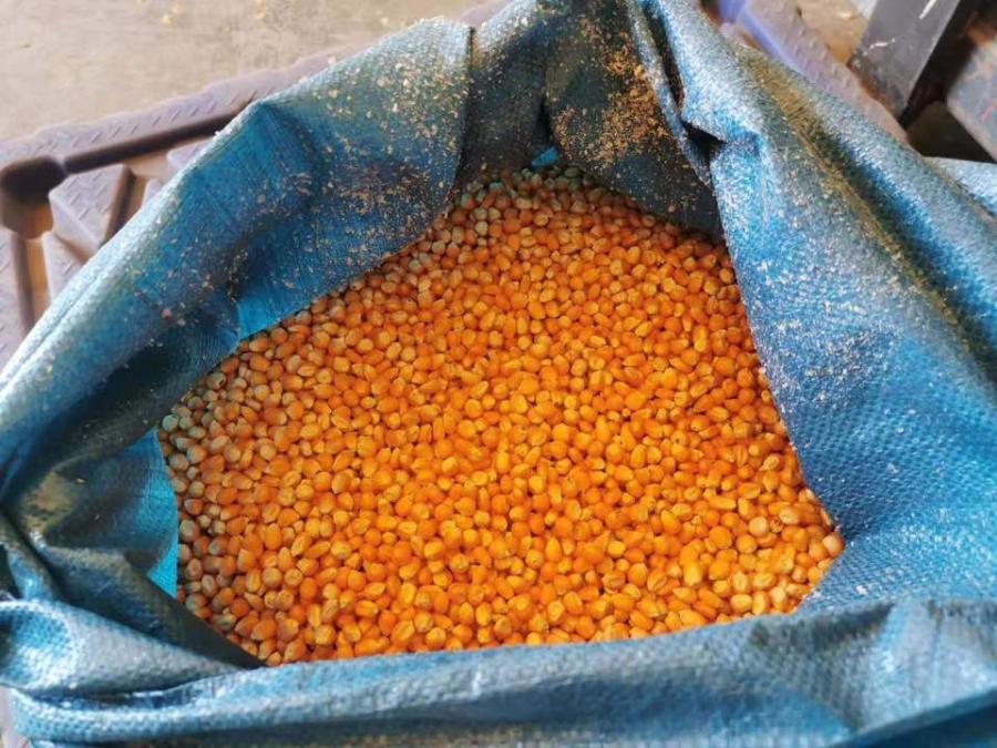 4000公斤玉米种子网络拍卖公告