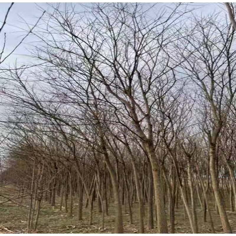 焦村乡14500棵树木公开活动网络拍卖公告
