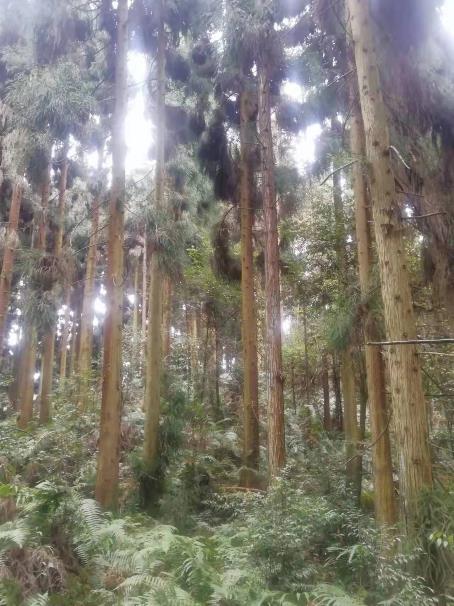 林产资源公司2022年人工商品林第二批主伐项目出售招标
