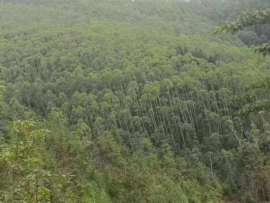 优质桉树林 共22867.19亩网络拍卖公告