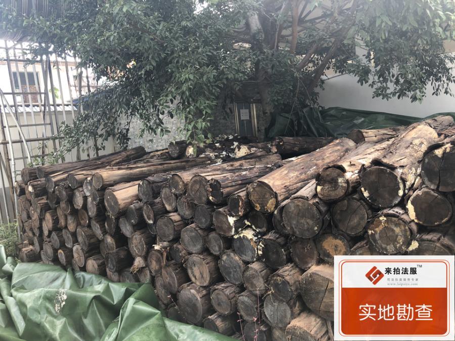 1510节桉树原木木材一批网络拍卖公告
