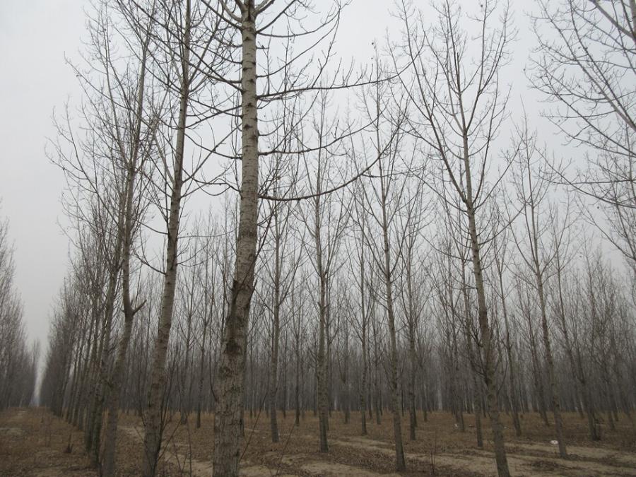 南新庄村南一处荒地地上林木网络拍卖公告