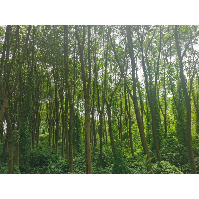 园林公司射埠基地林木主要树种为油茶 板栗网络拍卖公告