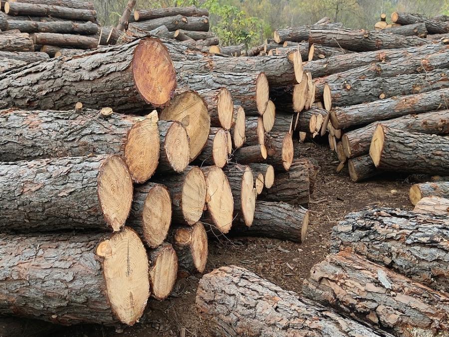 林场2023年度约1800吨松树木材网络拍卖公告