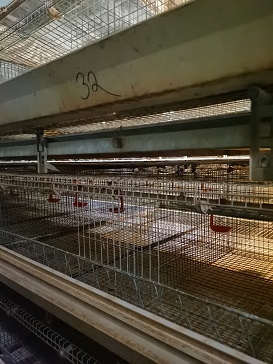 农牧公司五套自动化养鸡设备 笼架系统 清粪系统等一批财产网络拍卖公告