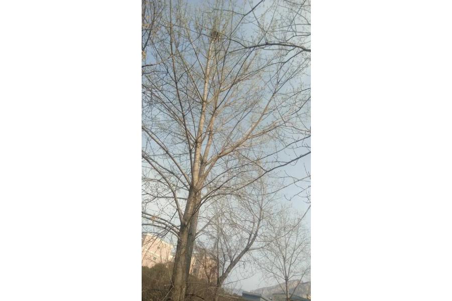 实验学校校园内约288棵树网络拍卖公告