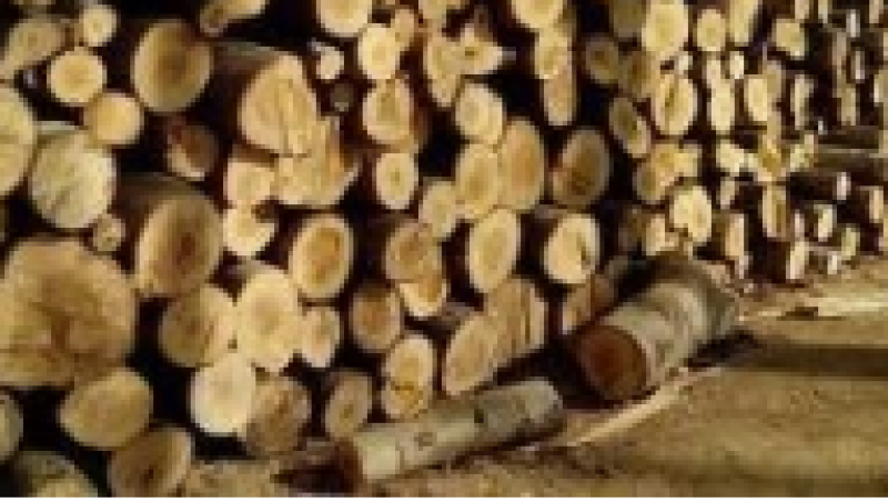 木材 分别为椴木大材 柞木原木 柞木板材网络拍卖公告