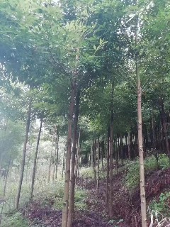 芦山县思延镇（原思延乡）李家湾一批桢楠树转让出售招标