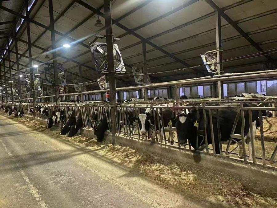 牧业公司等五家企业房屋建筑物 设备 奶牛和存货网络拍卖公告