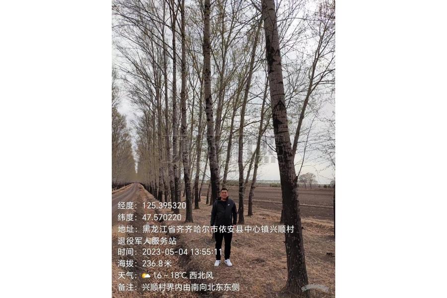 依安县中心镇一批林木转让数量：约4116株（图片仅供参考，以实物现状为准）网络拍卖公告