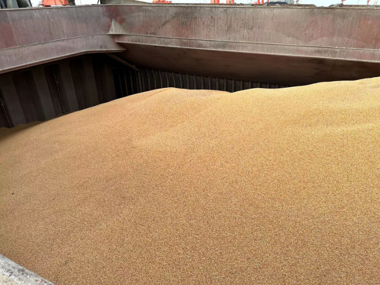 130吨玉米拍卖公告