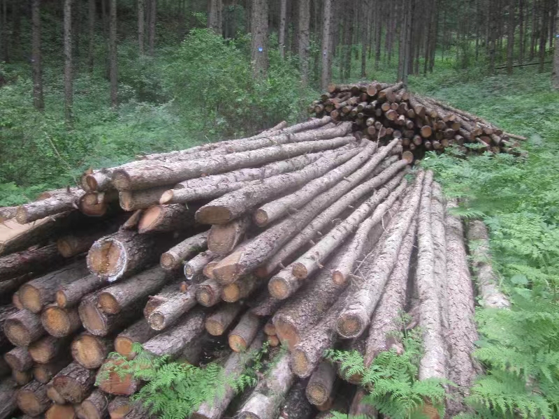 固原市原州区林业总场2023年一批伐倒木转让项目（四次挂牌）出售招标