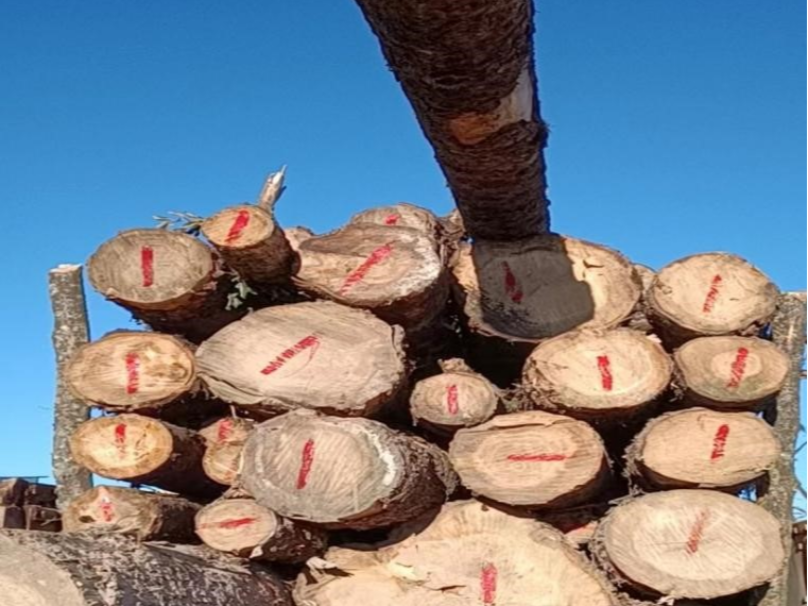 管理公司木材一批标4出售招标