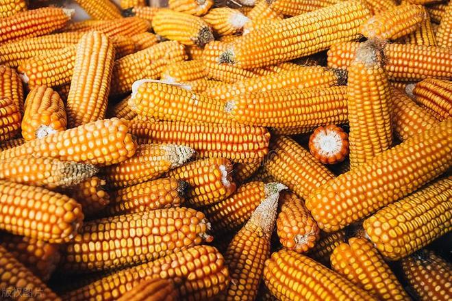 117吨玉米粮食网络拍卖公告