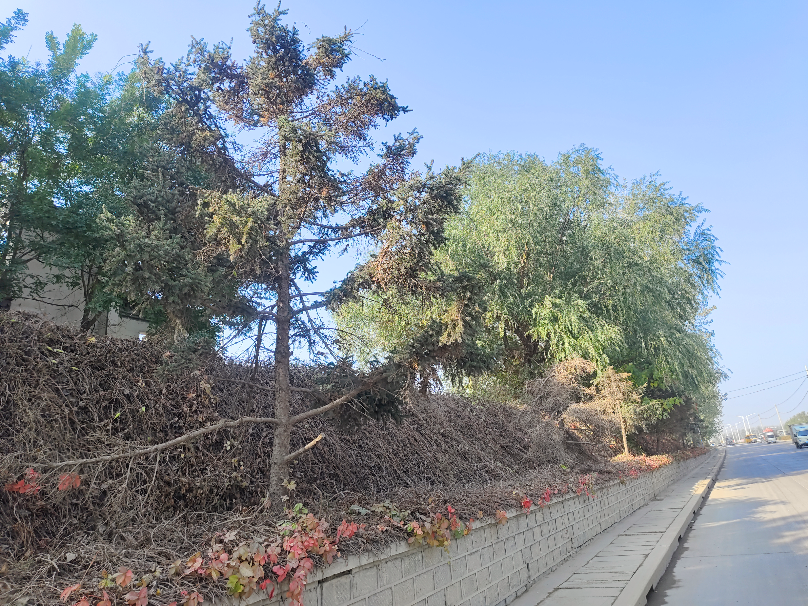 市园林技术服务中心报废树木9782棵出售招标