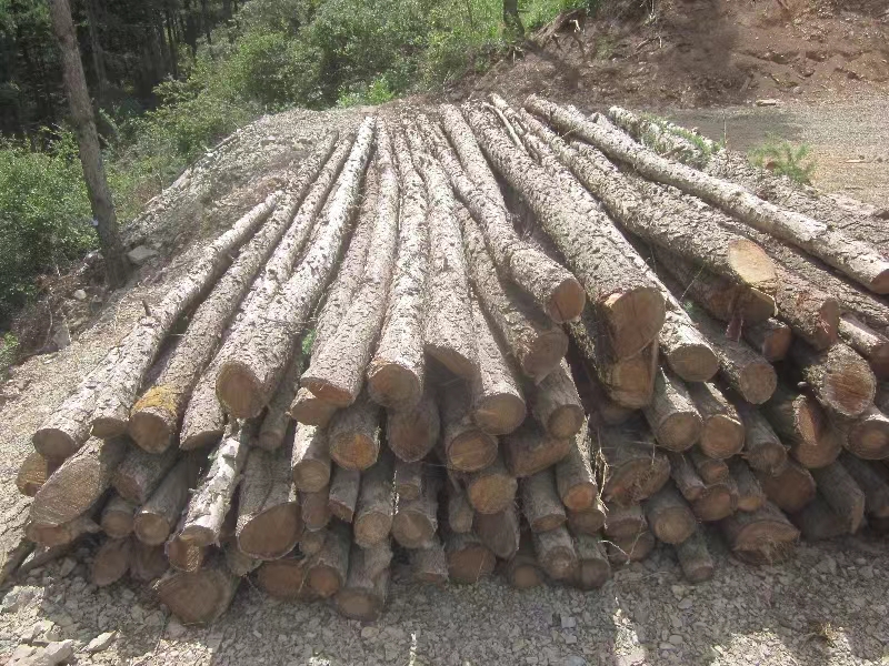 固原市原州区林业总场2023年一批伐倒木转让项目（六次挂牌）出售招标