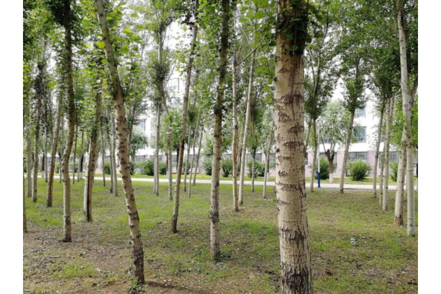 石首市大垸镇秦皇公路两侧的一批杨树、杉树资产网络拍卖公告