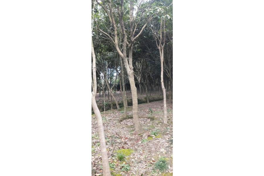 公安县一批桂花树（八月桂）网络拍卖公告