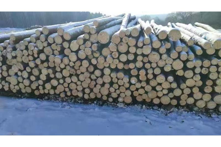 七台河市大六林场一批木材落叶松、红松、云杉，数量671.554m3起拍价316502元。网络拍卖公告