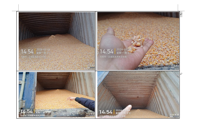 13.599吨玉米拍卖公告