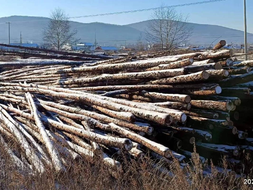 吉文森工公司原贮木场约300吨单价330元吨 总价99000元 杨桦木项目出售招标