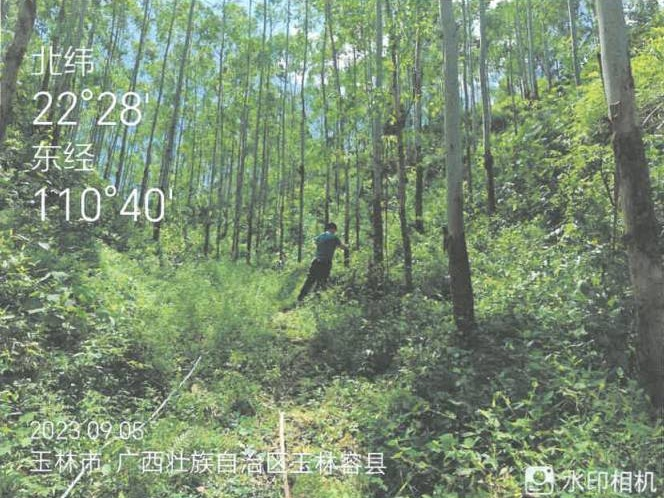 满垌村3 4林班一批活立木整体项目二次挂交易GR2024GX20001962出售招标