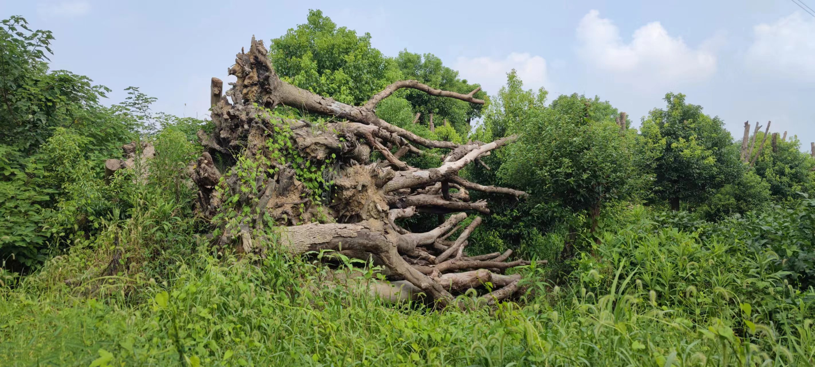 湖州市德清县德运绿化废木约356棵、枯木约300棵转让出售招标