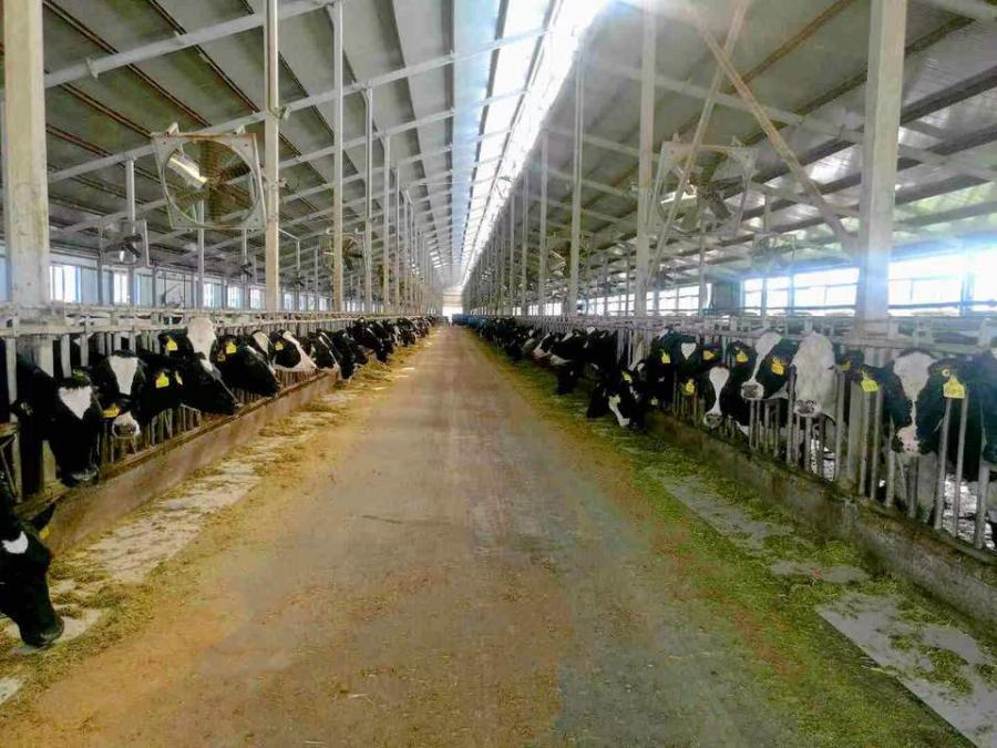 乳业公司阿荣旗奶牛养殖场整体资产网络拍卖公告