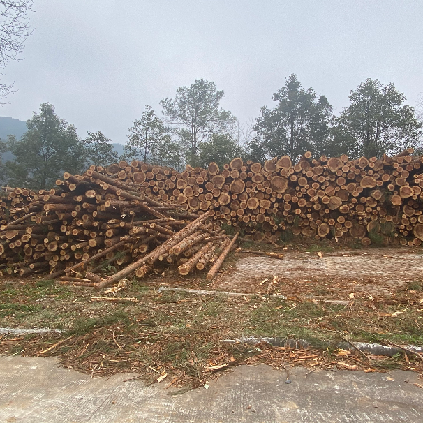 广元市利州区天曌山景区一批木材整体处置出售招标