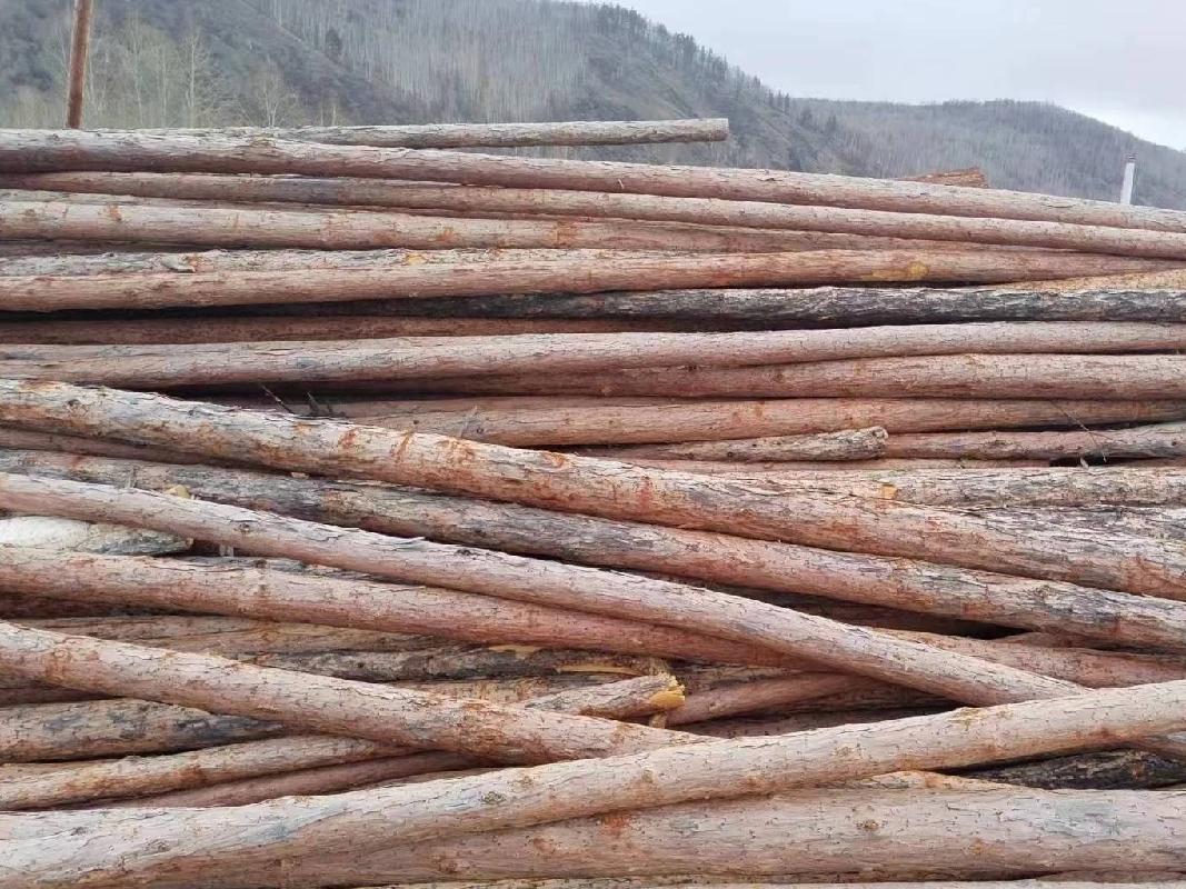 约2.4万立方米库存活立木木材原条满归森工公司出售招标