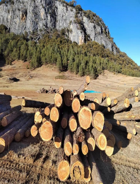 盐源县林草资源经营管理有限责任公司木材一批转让出售招标