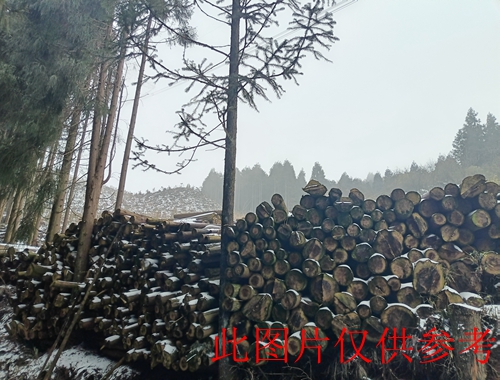 重庆市武隆区国有白马山林场持有的柳杉杉木木材一批出售招标