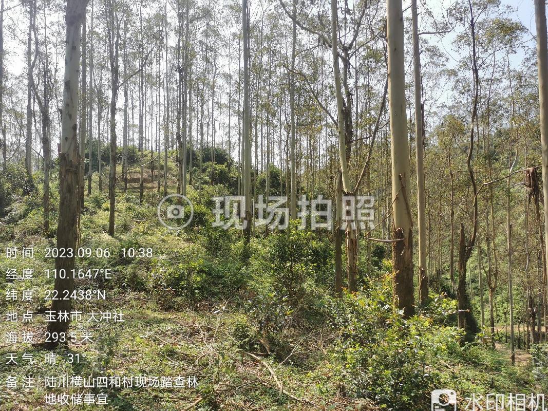 四和村南田水库边一批活立木整体项目交易GR2024GX2000313出售招标