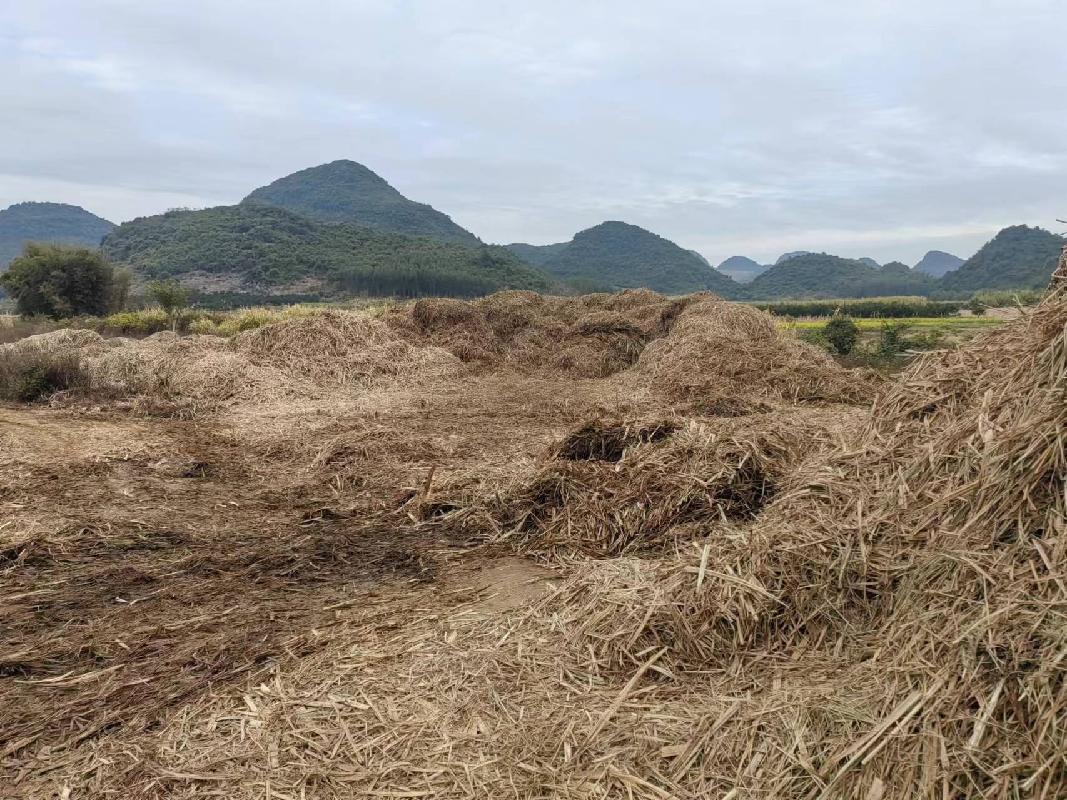 喜农农机专业社2000吨甘蔗叶项目出售招标