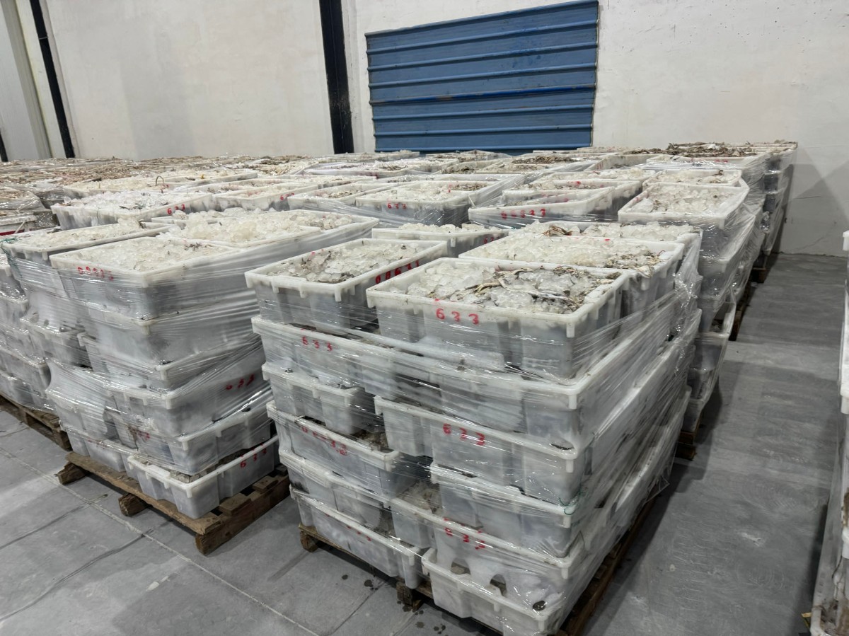 冷冻渔获物一批 重量约121吨网络拍卖公告