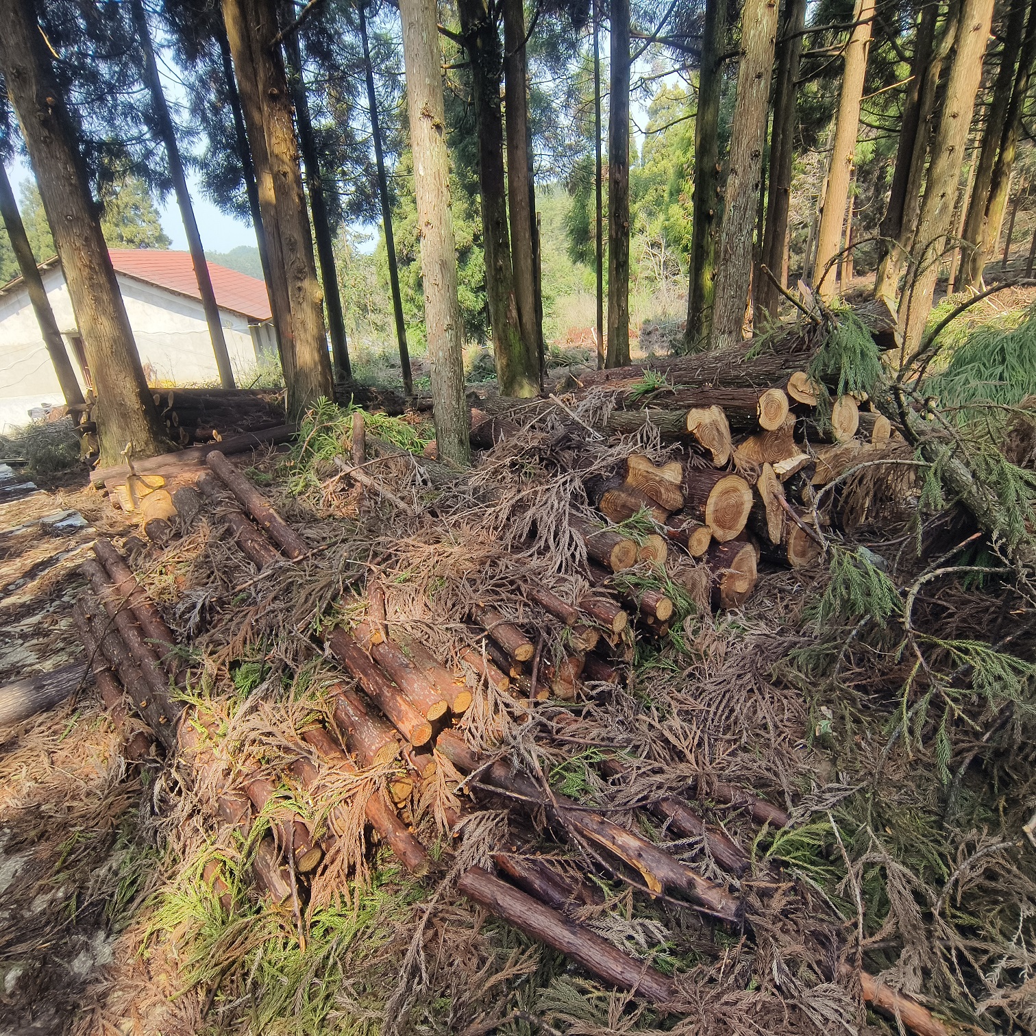 青田县石门洞林场一批杉木、柳杉等原木资产转让出售招标